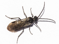 Dolerus nigratus